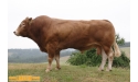 BEL ORIENT - Limousin